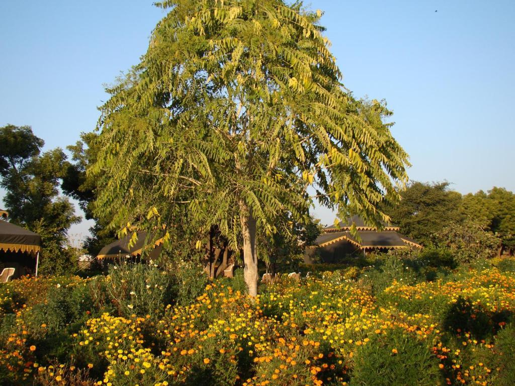 Orchard Tents & Tranquility Πουσκάρ Εξωτερικό φωτογραφία