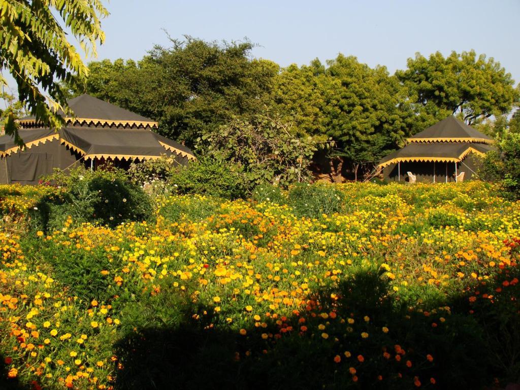 Orchard Tents & Tranquility Πουσκάρ Εξωτερικό φωτογραφία